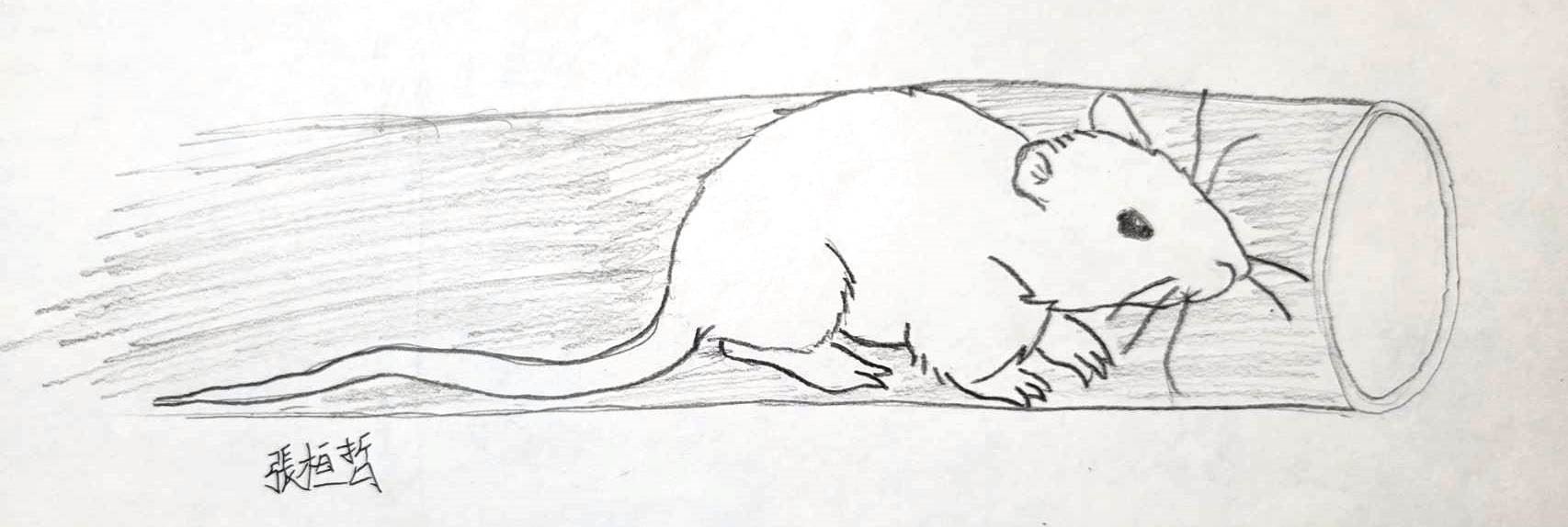 圖2、老鼠經常會爬進投餌機管內偷食飼料，有時候會因攝食過量無法爬出，阻塞飼料噴出通道，造成投餌機馬達空轉，無法順利噴料（南大附中張桓哲繪製）
