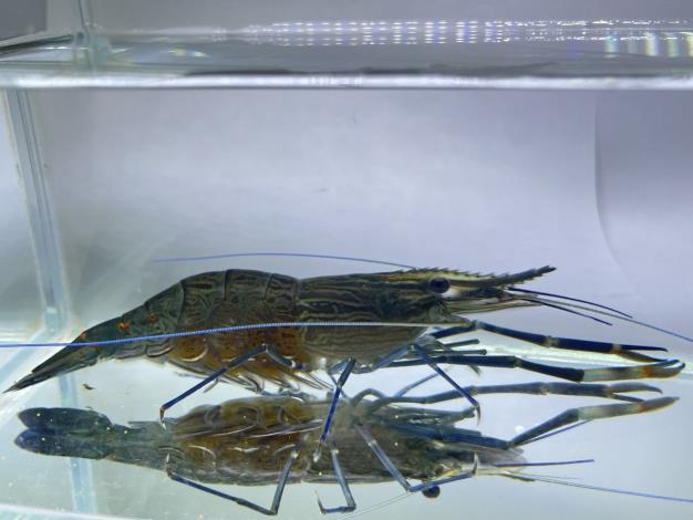 圖3、刺足沼蝦雌蝦會將成熟卵粒從生殖孔排出並黏附於腹部泳足上