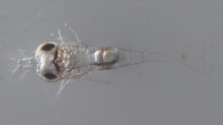圖4、剛孵化之幼苗(zoea I)，頭胸甲處具有卵黃囊，此階段呈頭下尾上漂浮，需要有鹽度水域才能變態成長