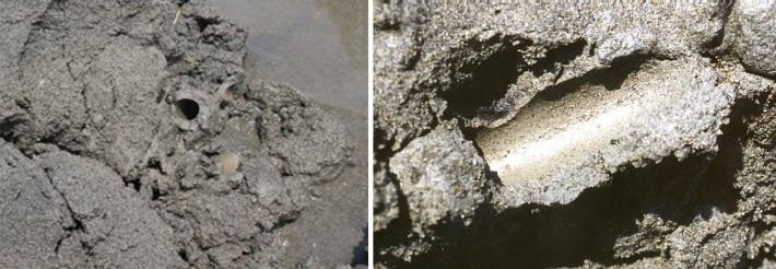 圖1、蝦猴習於泥灘地挖洞而居，其棲洞內壁平滑，且比一般沙層堅實緻密
