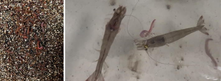 圖3、正在攝食青蟲(左)的種蝦