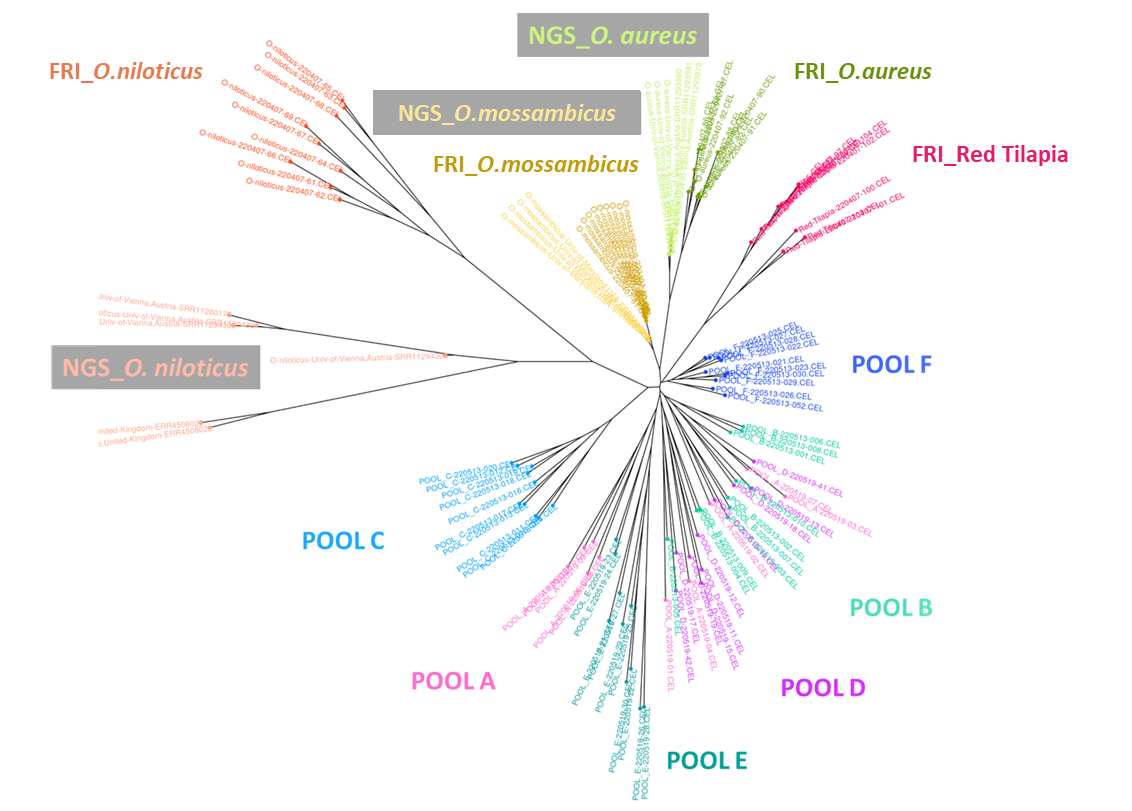 以全序列SNP所作親緣關係樹狀圖，檢測與分析對象包括本所淡水中心種原庫保存的吳郭魚種原(FRI)、市售吳郭魚苗(POOL)以及NCBI資料庫中的吳郭魚基因體(NGS)