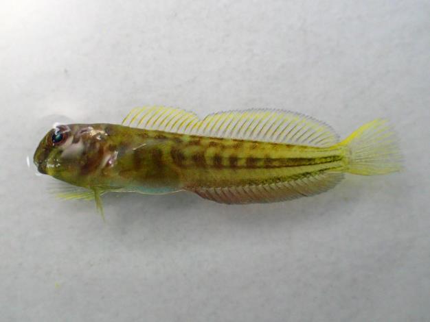 圖2、孵化後約50天的稚魚 (13.8–21.8 cm)，顯現黃綠相間的體色，已可接受人工飼料