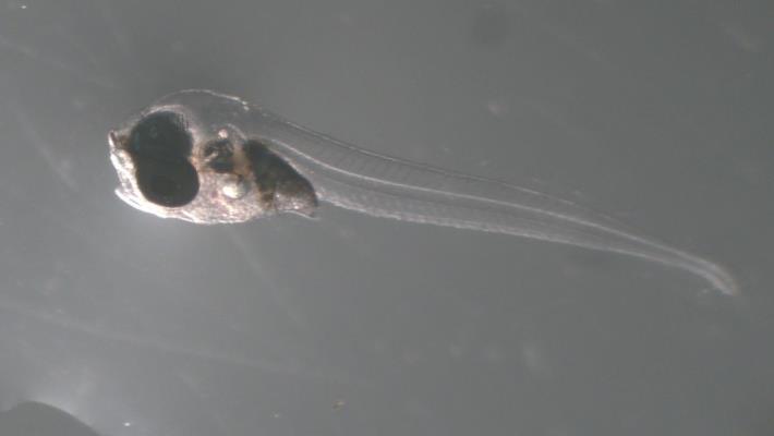 圖1、斑點肩鰓鳚剛孵化的仔魚 (2.8–3.2 cm)，有一雙大眼睛，游泳能力強，已可捕食餌料生物