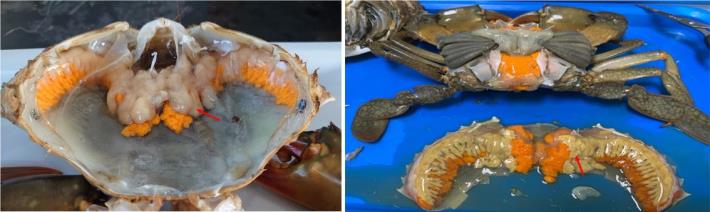 左：感染SsRV後，種蟹的肝胰臟顏色變為淡灰色 (紅色箭頭)；右：健康青蟹肝胰臟為淡黃色（註：橘色組織為卵巢）