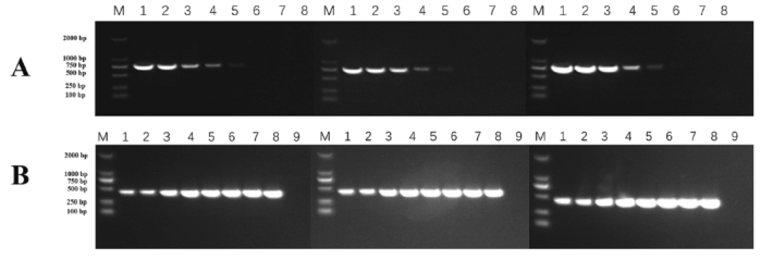 圖1、巢式RT-PCR引子的靈敏度和重複性分析。