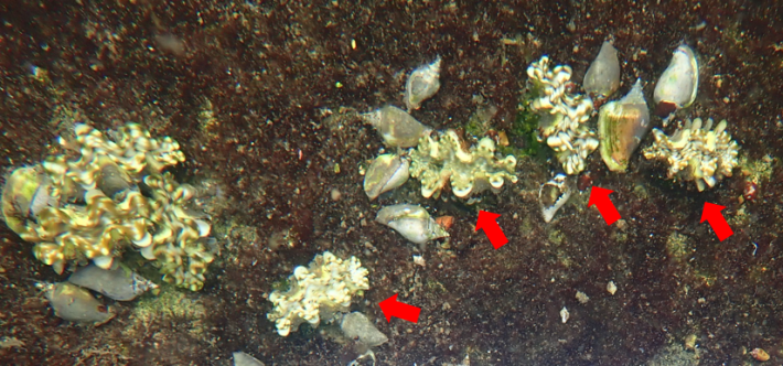 圖1、由本所澎湖中心繁殖之1歲齡鱗硨磲幼貝，體長約5 cm
