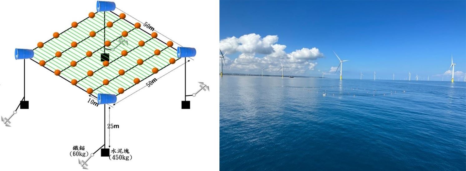 圖1、水面浮式海藻養殖設施示意圖(左)及海面照片(右)