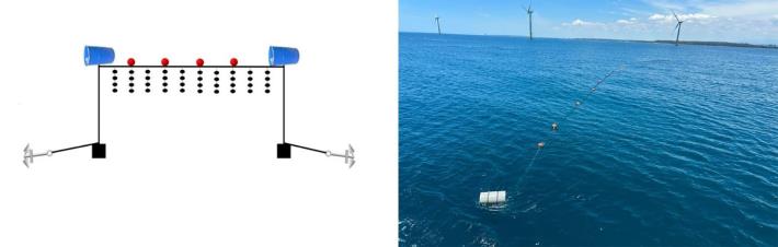 圖2、水面延繩式貝類養殖設施示意圖(左)及海面照片(右)