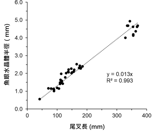 圖2、以線性迴歸分析白腹鯖尾叉長與水晶體半徑之間的關係 (引用自 Harada et al., 2022)。