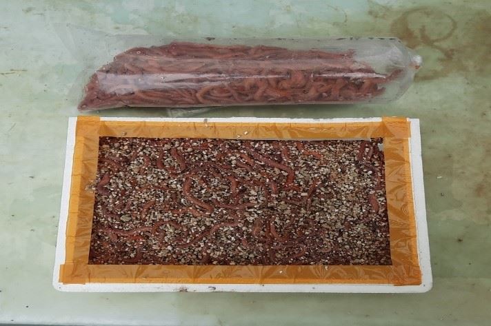 圖2、沙蠶採收後有以打入氧氣裝袋（上）或置於保麗龍盒內加入蛭石保濕（下）等兩種分裝方式