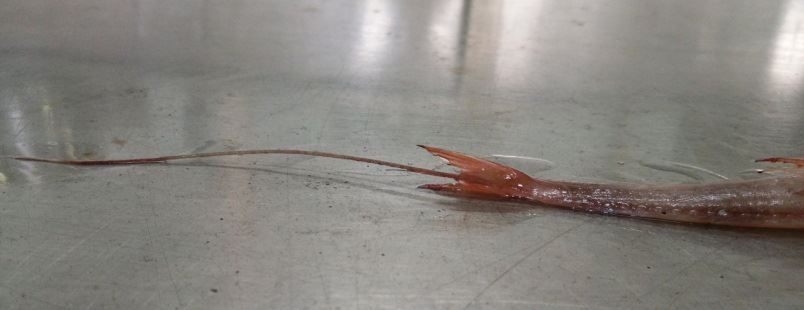 鱗馬鞭魚尾柄的側線上帶有稜鱗