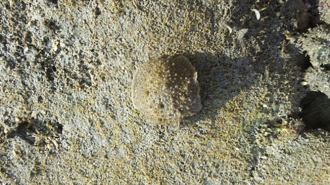 圖一、海濱岩石上的石磺