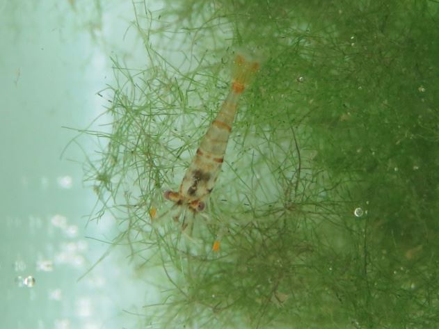 圖3粗糙沼蝦稚蝦啃食絲藻的情形