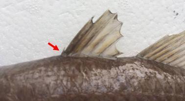 多刺天竺鯛最前面比巨齒天竺鯛多了一根短短的背鰭棘
