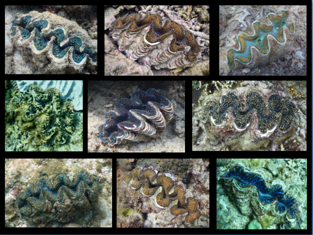 顏色、花紋各異的硨磲蛤個體 (攝於墾丁國家公園海域)