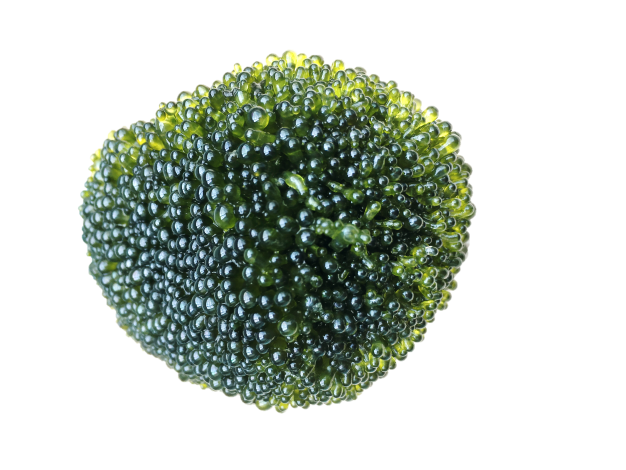 透明的室內植物生長箱培養出來的法囊藻