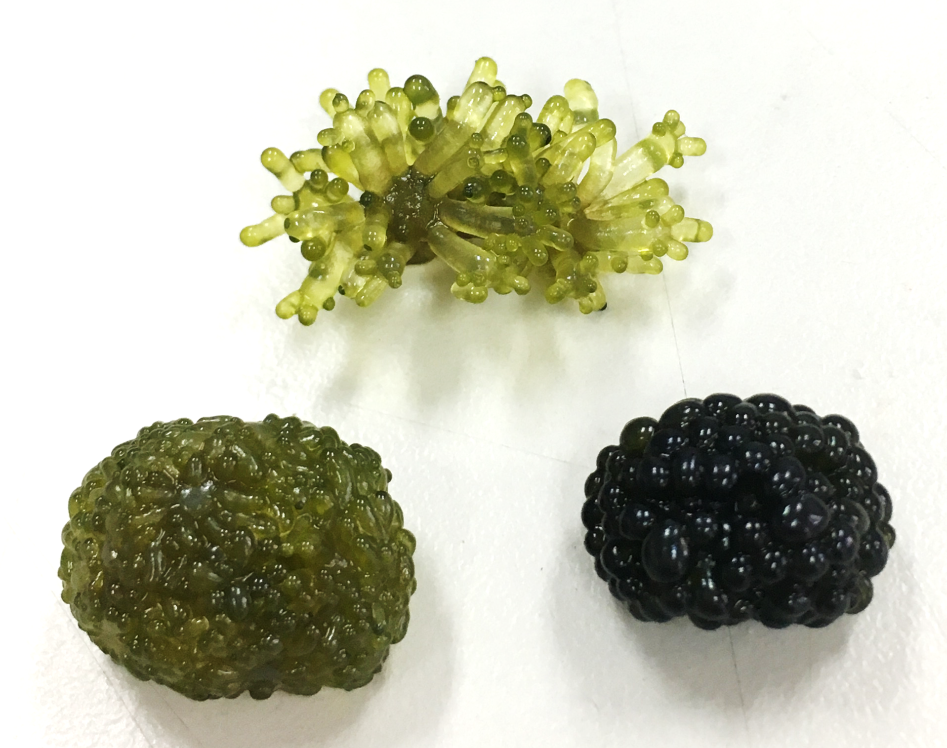 法囊藻以不同方式養殖會呈現不同外觀及顏色