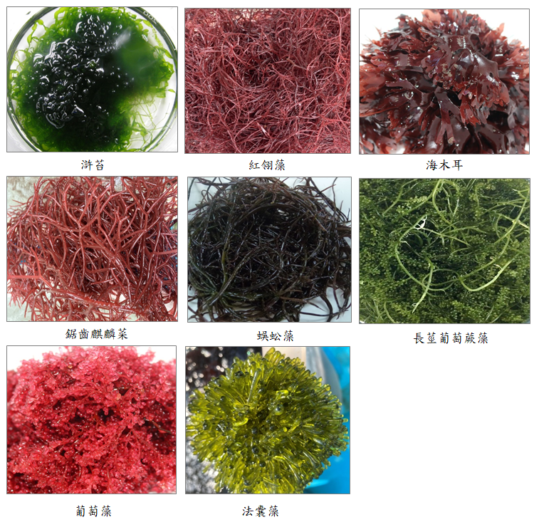 本所東部海洋生物研究中心人工培養之8種海藻