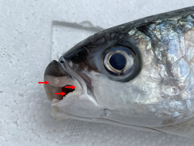 圖3、白色乳頭狀突起物(箭頭處)從上唇的下側延伸到下唇兩側 (2)
