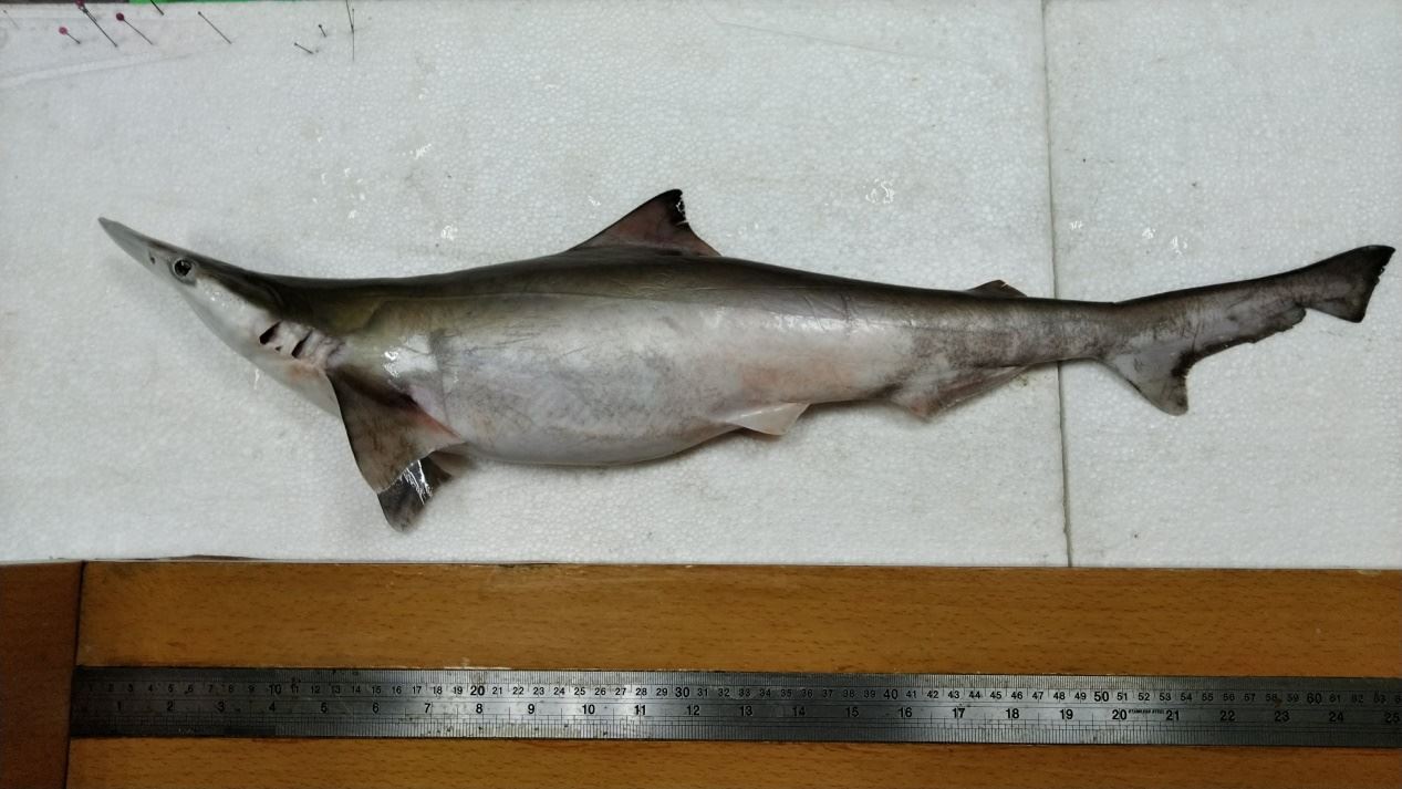 圖1寬尾斜齒鯊
