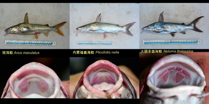 圖2、臺灣三種常見海鯰外觀及齒區鑑別方式（紫線圈起部分）