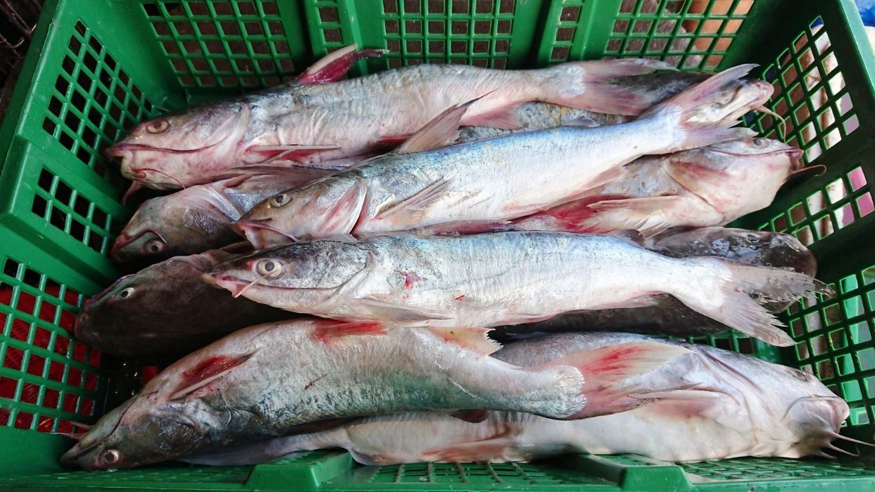 圖3、彰化塭仔港斑海鯰漁獲