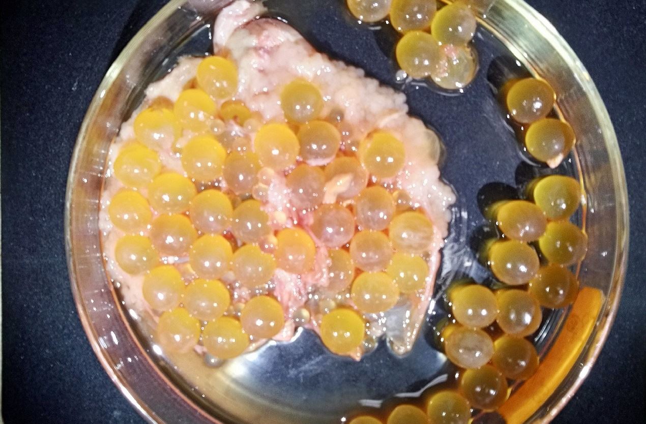 圖4、斑海鯰的成熟卵粒