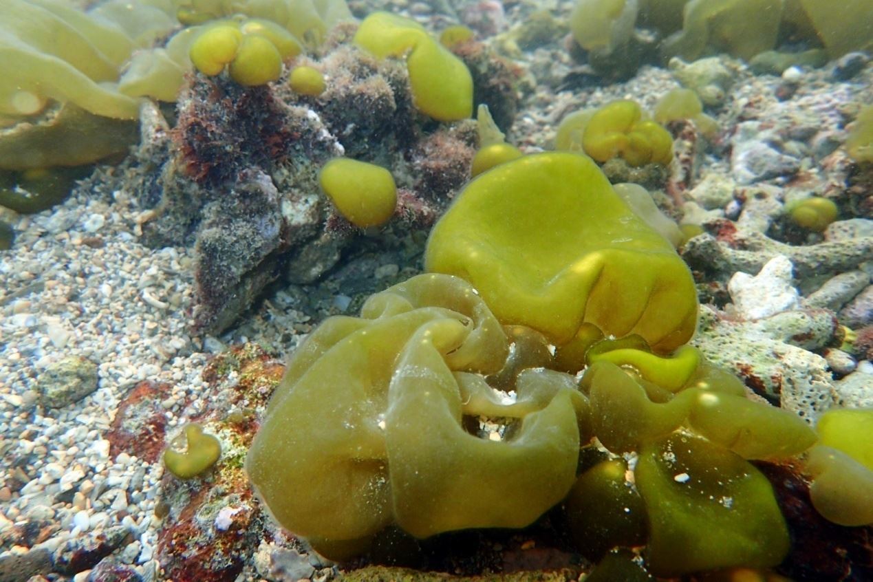 圖1、囊藻生長季節主要在春季（澎湖紅羅海域·水深1 m）。