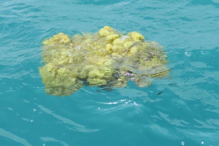 圖4、漂浮於海面上的脫落囊藻（澎湖內海·藻體直徑近80 cm）。
