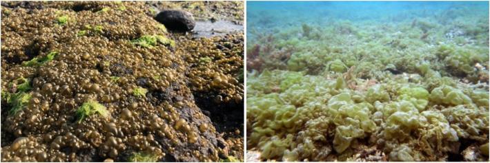 圖2、囊藻藻體的大小隨棲息環境而有差異；圖左為生長在澎湖五德潮間帶的囊藻，藻體直徑平均在3–4 cm（鄭家璇老師提供）；圖右生長在澎湖烏崁海域潮下帶（水深3 m），藻體直徑在15 cm以上。.JPG