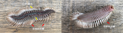 圖一、本次釣獲之黃海毛蟲(全長為6.77公分；重量為7.84公克)。左：背面照；右：腹面照
