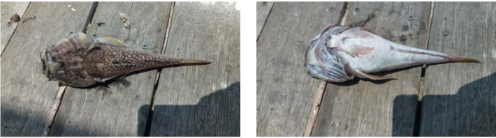 圖1、黃尾瞻星魚 (左)背面；(右)腹面.PNG