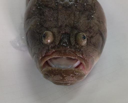 圖2、黃尾瞻星魚正面而視像似人臉