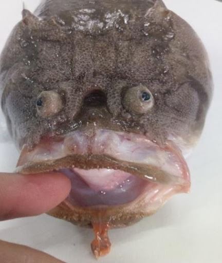 圖3、黃尾瞻星魚下唇皮膜特化成蠕蟲狀附屬皮瓣