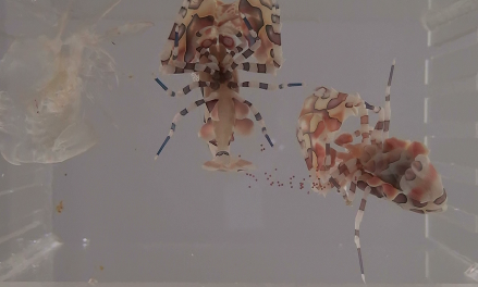 圖3-2、經過1小時後，雌蝦產卵在腹肢上 (透過腹肢發現腹部的顏色微微變深)