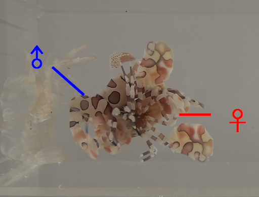 圖2-1、交配時雄蝦尾部由雌蝦側面鑽入雌蝦腹部 (由下往上拍)