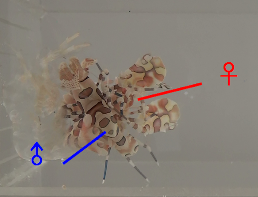 圖2-2、雄蝦在下，雌蝦在上進行交配，完成後雄蝦隨即脫離 (由下往上拍)