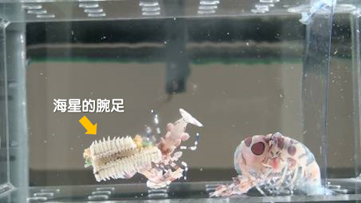 圖1-1、圖右之雌蝦的頭胸甲與第一腹節間產生裂痕，頭胸部慢慢從舊殼蛻出中