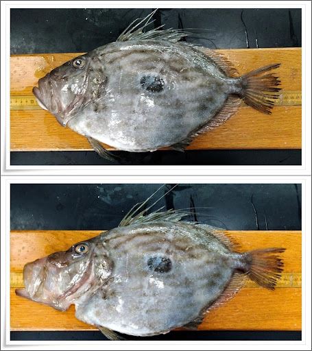 圖2、日本的鯛獵食時會將上顎往前延伸捕食獵物
