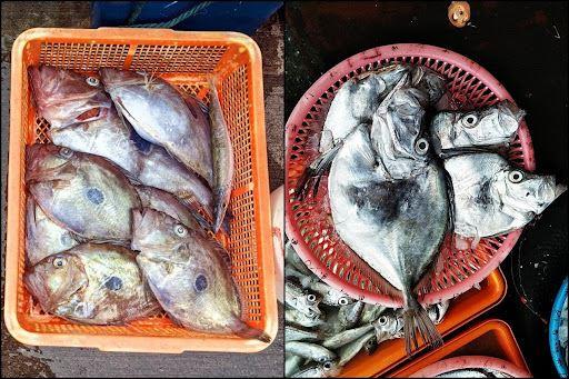 圖1、大溪漁港販售日本的鯛(左)和雲紋雨印鯛(右)。日本的鯛體側中央有一個白緣藍黑色圓斑；雲紋雨印鯛成魚全身銀亮，體側有一個不甚明顯的黑斑