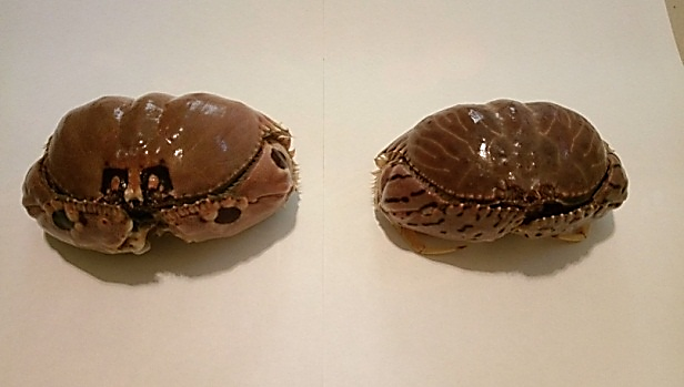 圖3、逍遙饅頭蟹(左)與卷折饅頭蟹(右)之背部前緣
