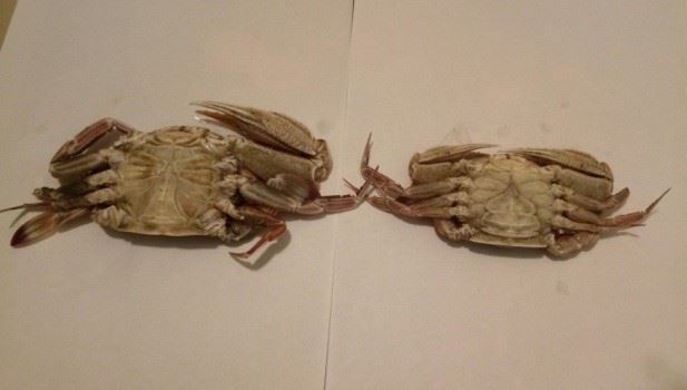 圖1、漢氏梭子蟹 (左雄右雌)
