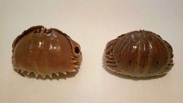 圖4、逍遙饅頭蟹 (左) 與卷折饅頭蟹 (右) 之背部後緣