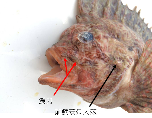 圖2、眼下的淚刀，摺疊潛伏於皮膚之下(紅色箭頭處)，及前鰓蓋骨的第一大棘(黑色箭頭處)