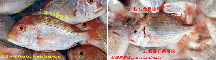圖1、黃背牙鯛(赤鯮)與紅鋤齒鯛(盤仔)區別方法