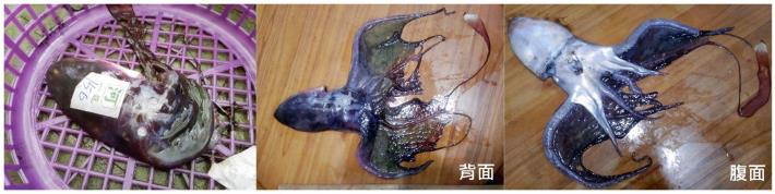 圖2、魚市場販售的印太水孔蛸，因肉質水份含量高，不受消費者青睞