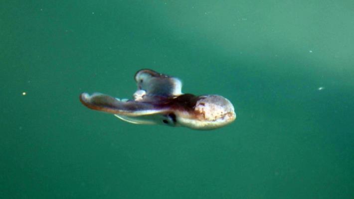 圖1、悠遊在正濱漁港內的印太水孔蛸
