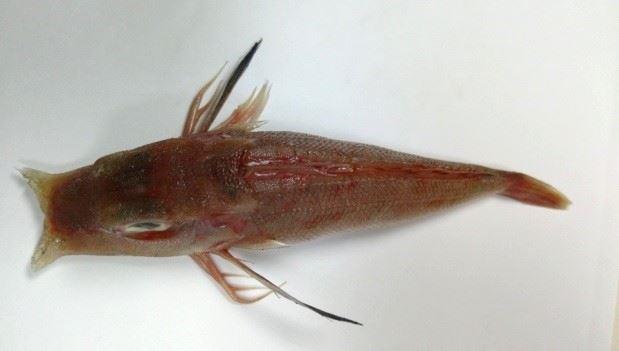 圖3、紅雙鎗角魚有著寬大胸鰭與三根游離鰭條
