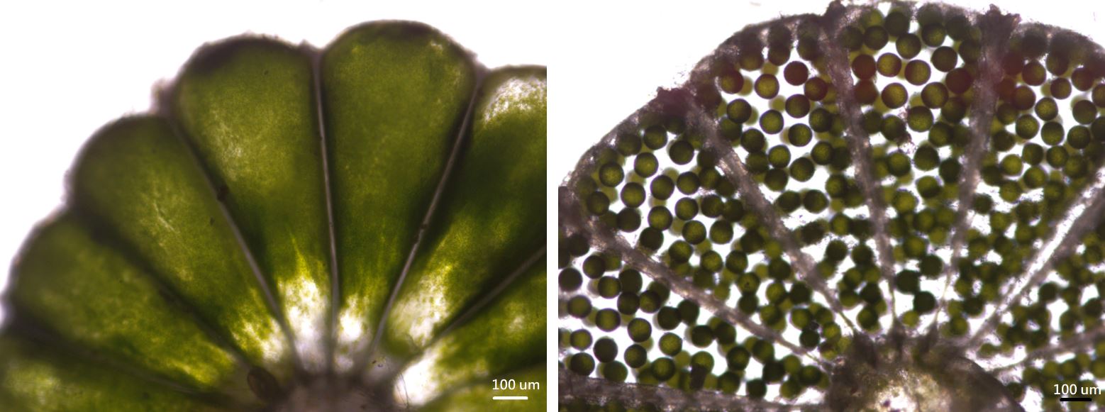 小傘藻顯微鏡照。左：傘蓋腔室內尚未生成孢子；右：傘蓋腔室內已經生成孢子。每個腔室約有數十顆孢子。傘蓋直徑約3 mm，孢子直徑約100 µm
